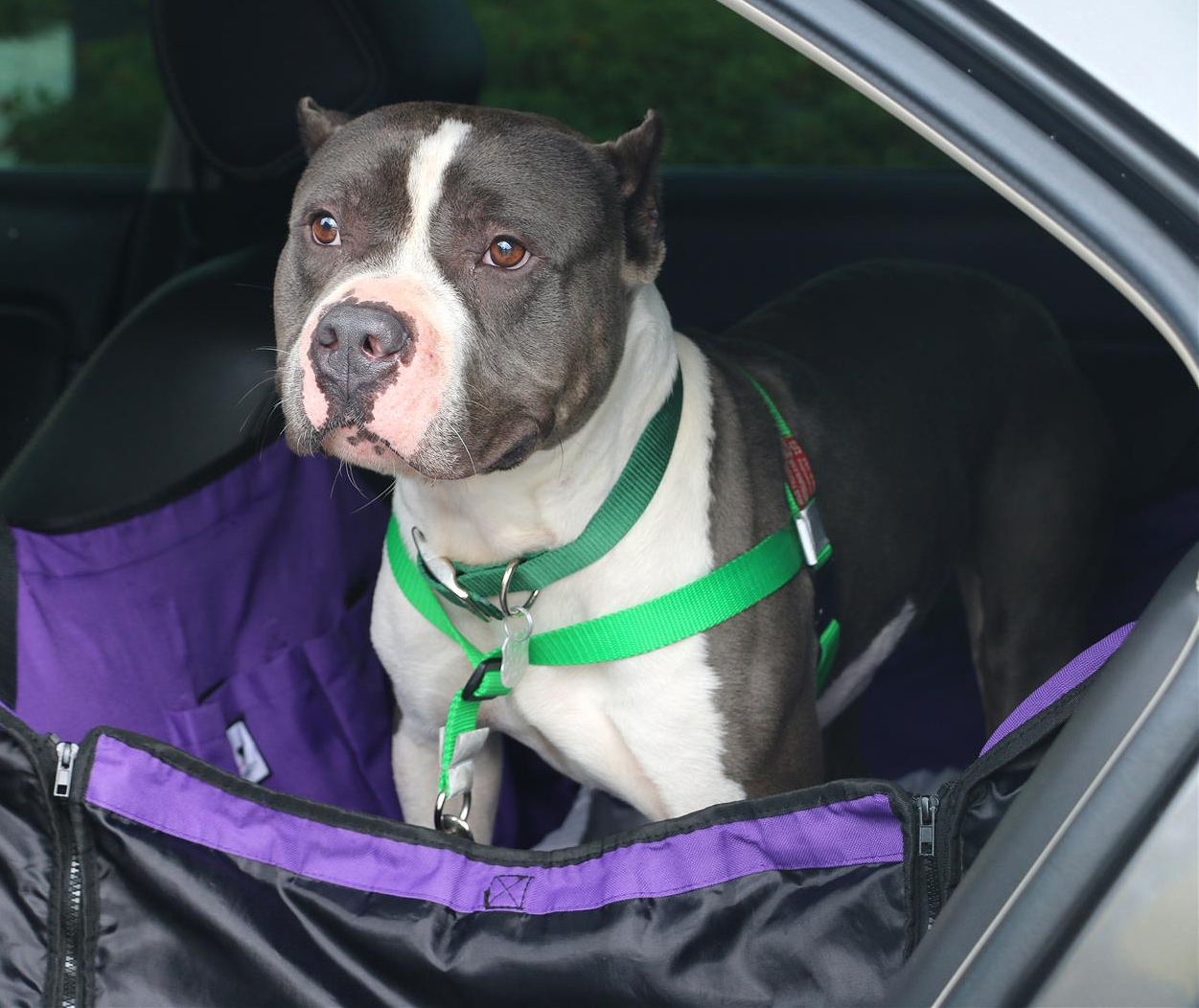 Dog riding in car