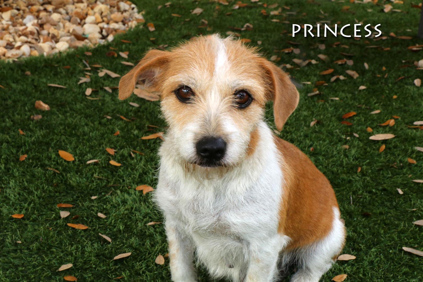 Princess A799577 (Large).jpg