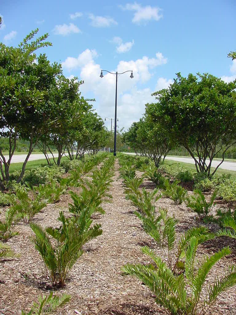 Example of a completed landscape and streetlighting project.