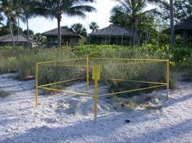 picture of sea turtle nesting area