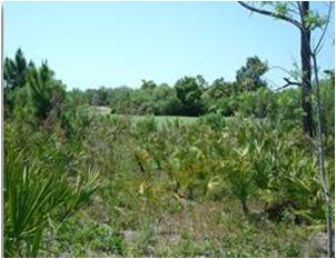 picture of indigenous native vegetation
