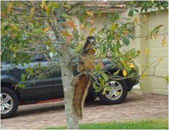 picture of fox squirrel