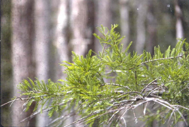 picture of protected tree