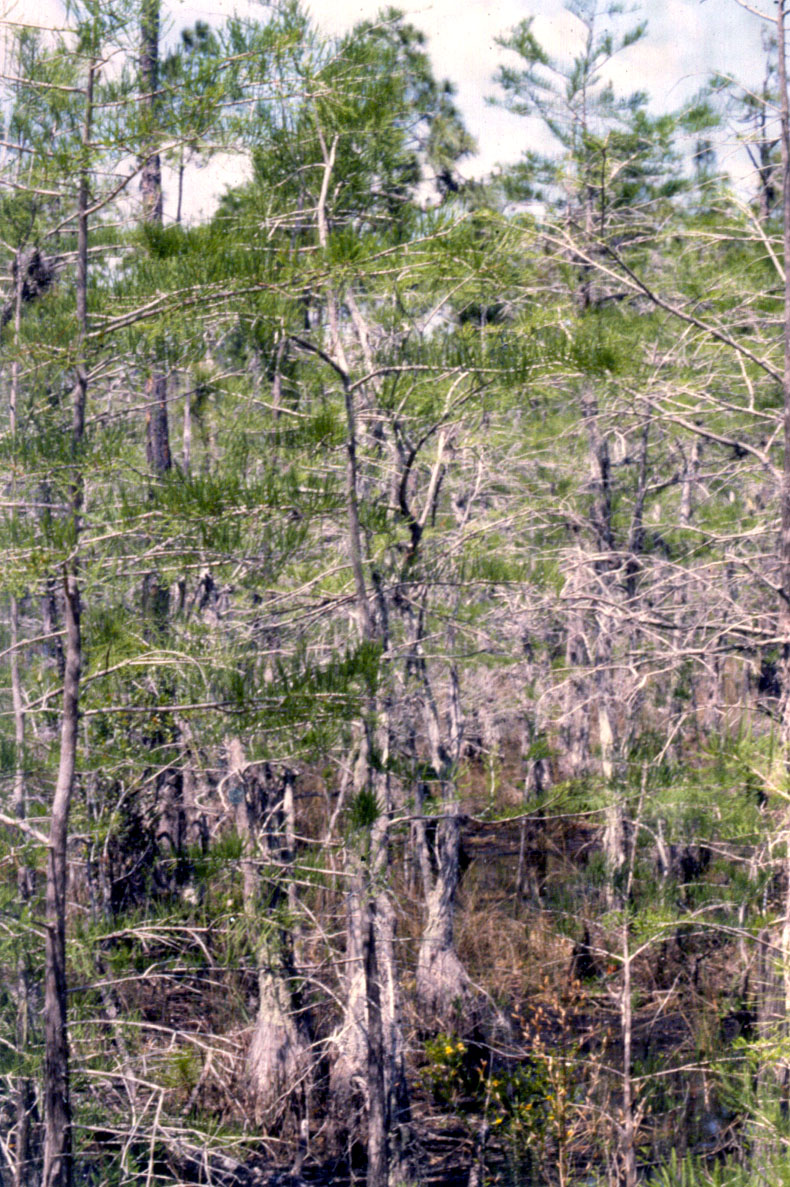 picture of protected tree