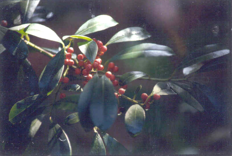 picture of protected tree