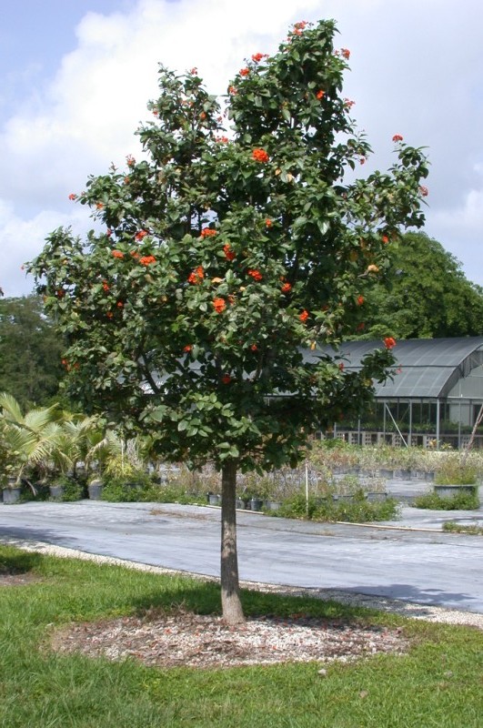 picture of protected tree