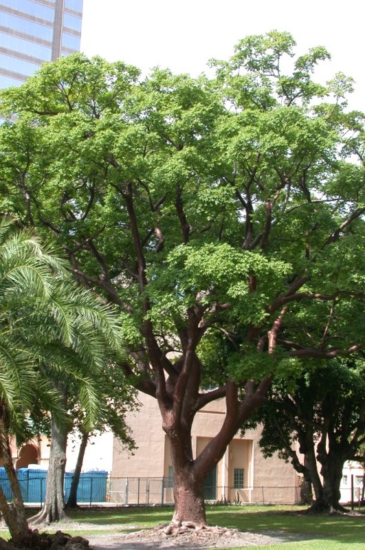 picture of protected tree