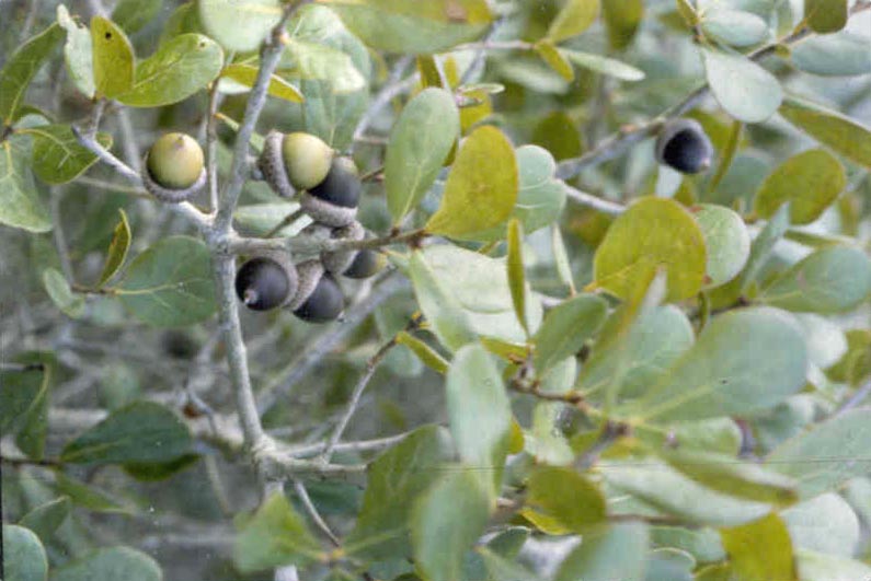 picture of protected tree