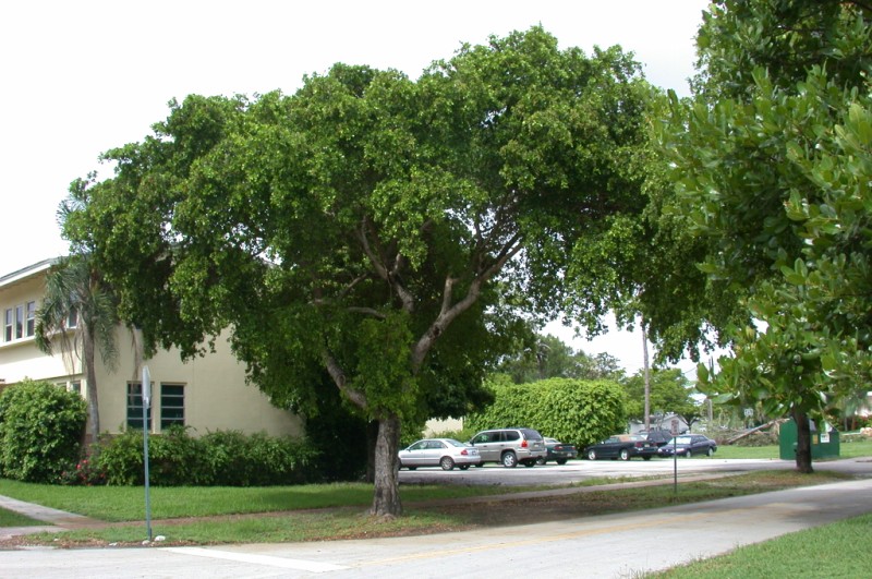 picture of protected tree