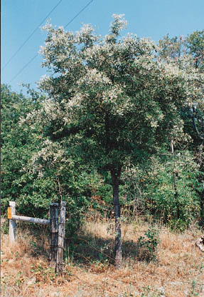 picture of protected tree