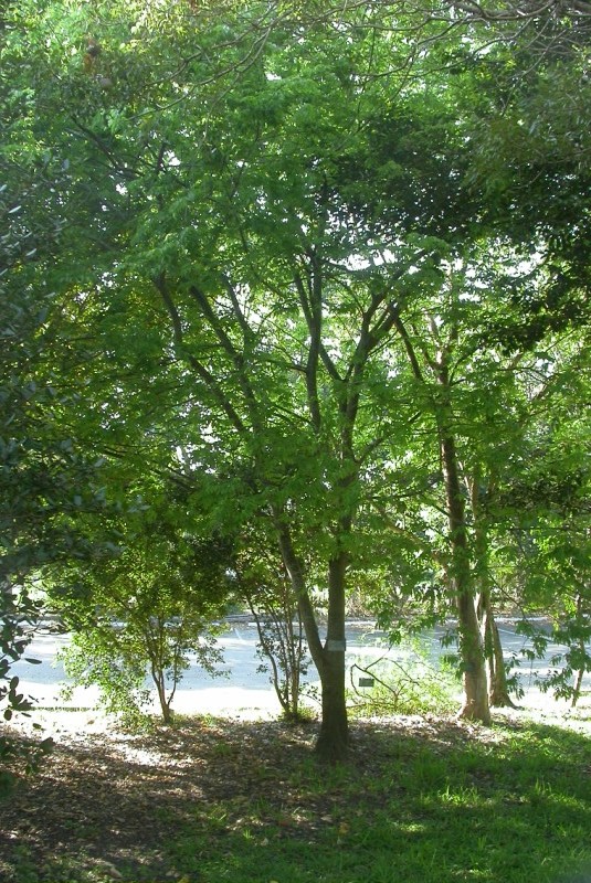 picture of protected tree