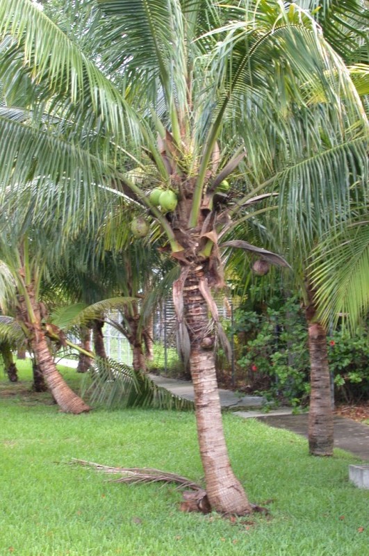 picture of protected tree