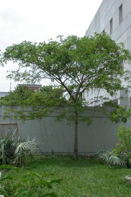 picture of protected tree