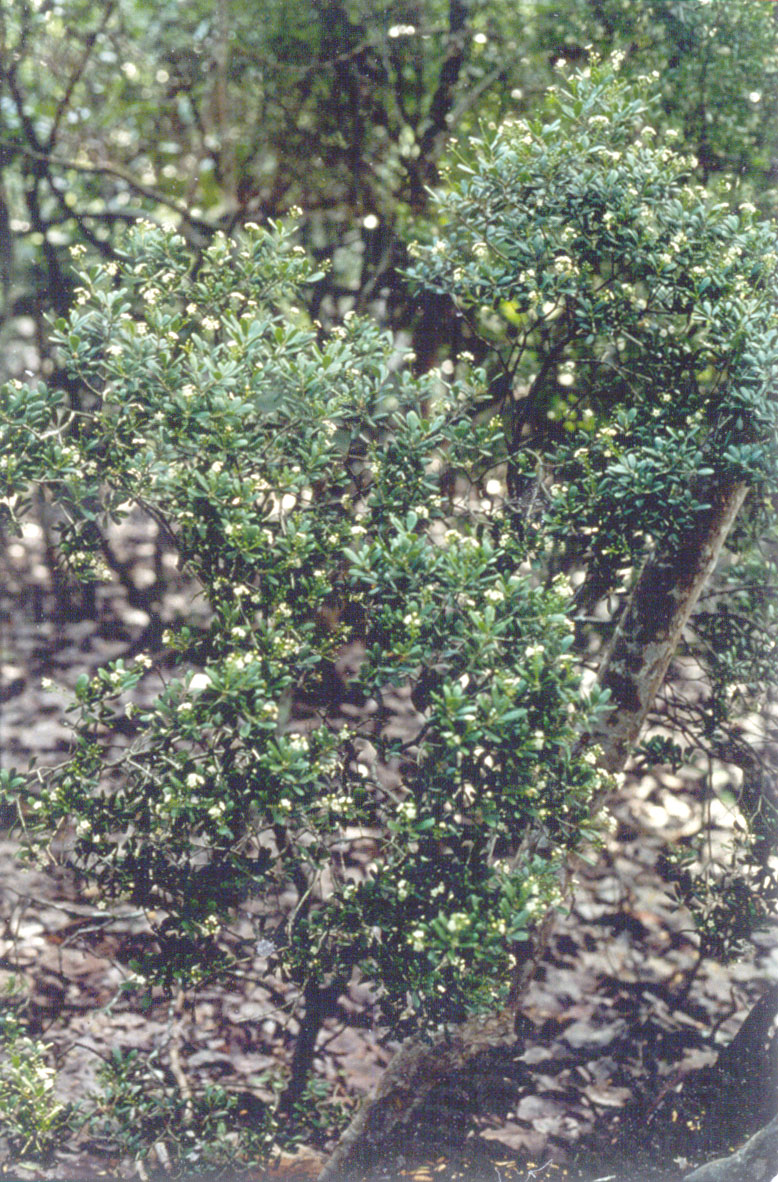 picture of protected tree