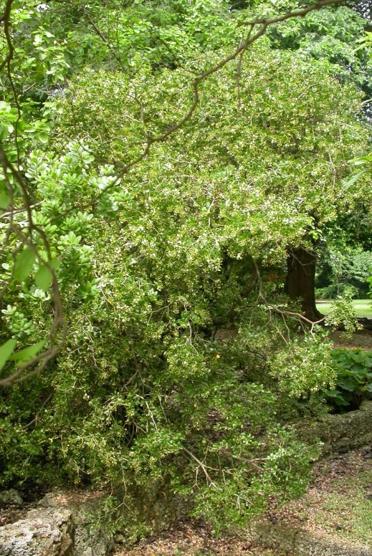 picture of protected tree