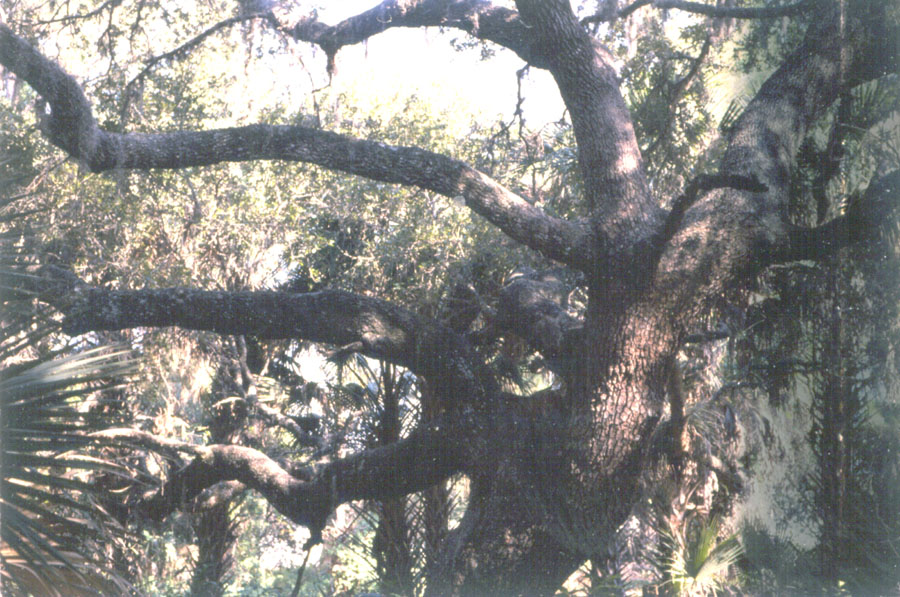 picture of protected tree