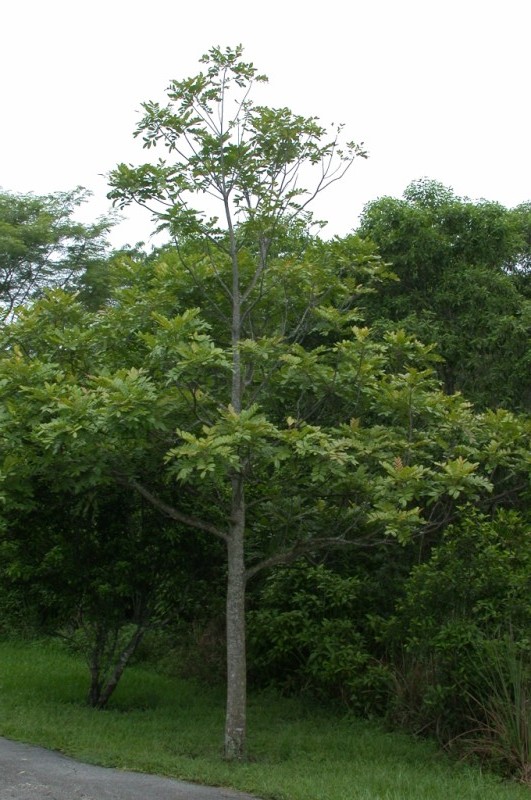 picture of protected tree