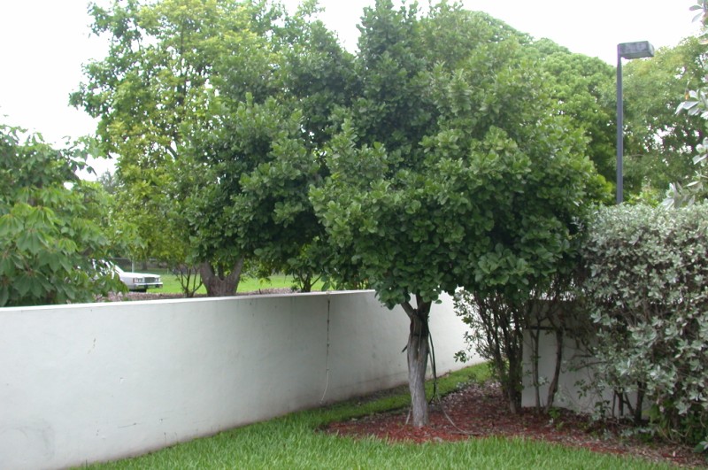 picture of protected tree