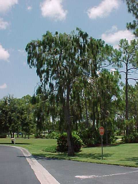 picture of protected tree