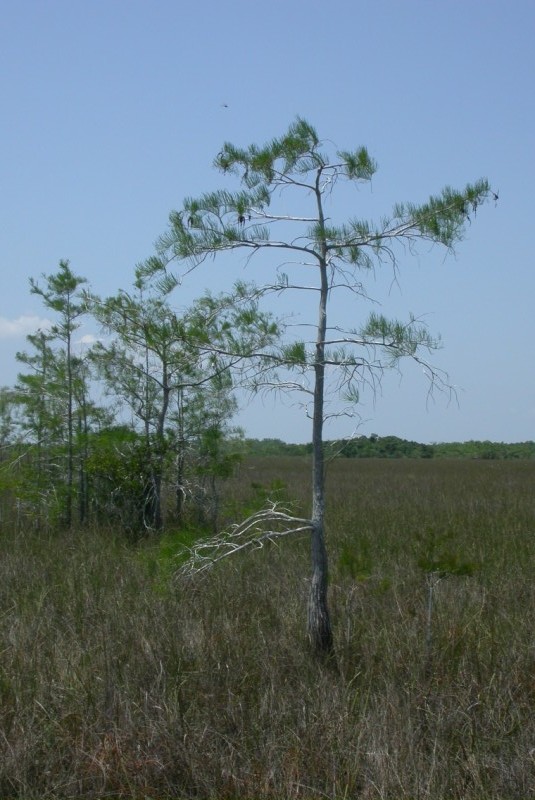 picture of protected tree