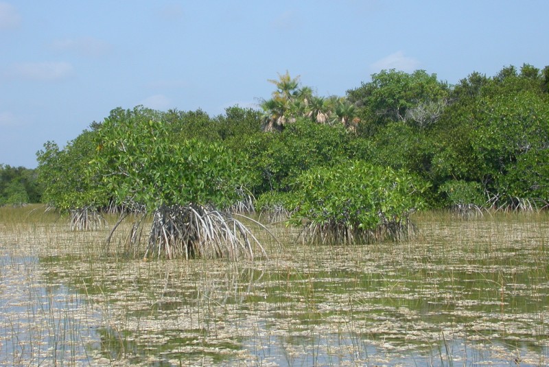 picture of protected tree