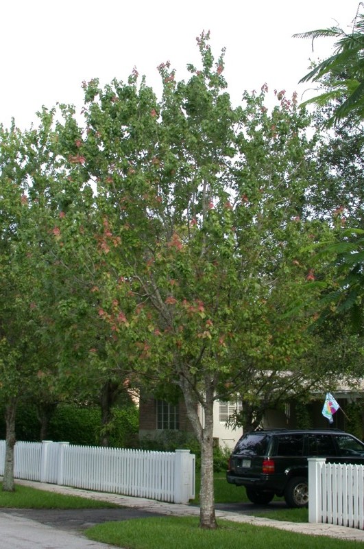 picture of protected tree