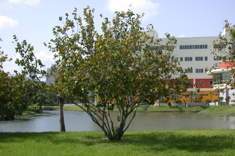picture of protected tree
