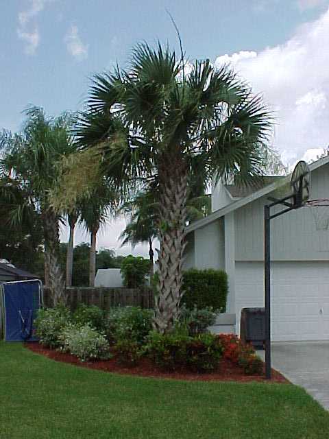 picture of protected tree