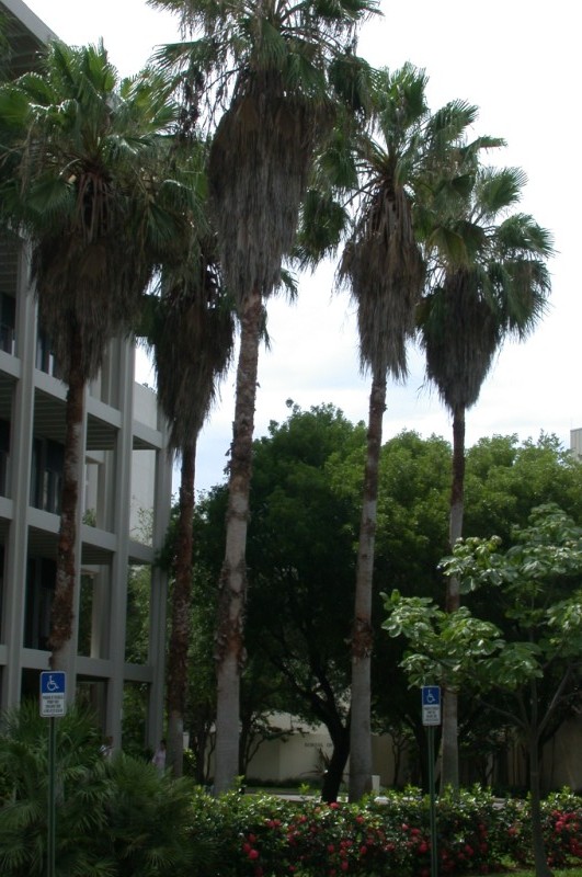 picture of protected tree