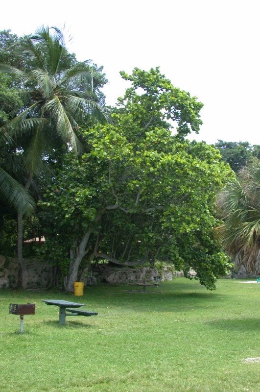 picture of protected tree