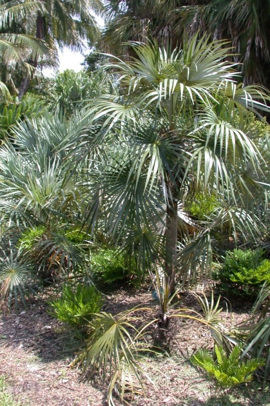picture of protected tree