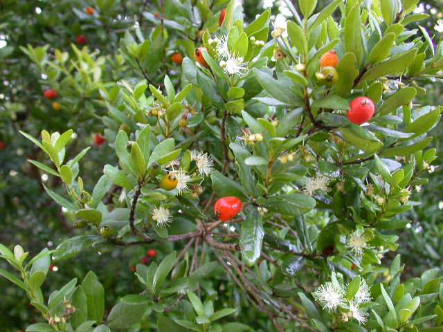 picture of protected tree