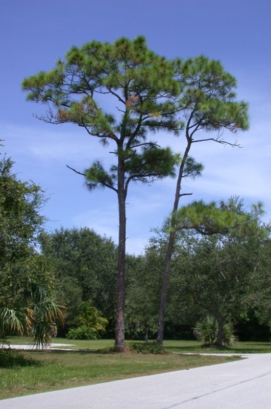 picture of protected tree