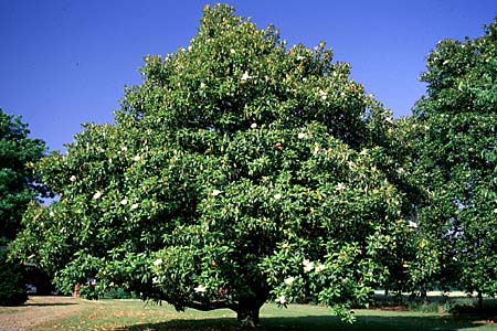 picture of protected tree