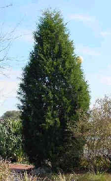 picture of protected tree