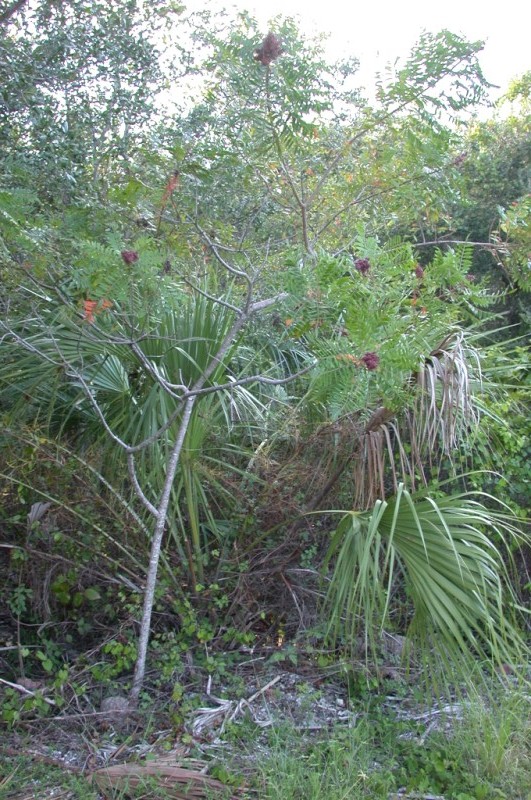 picture of protected tree