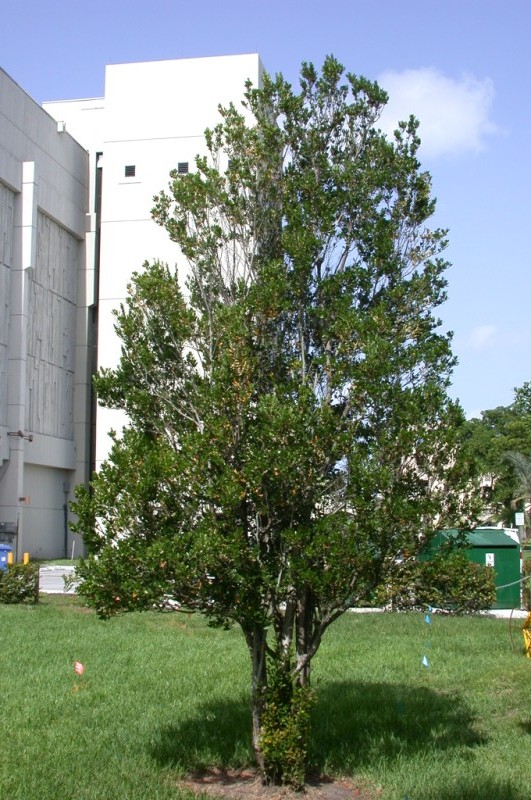 picture of protected tree
