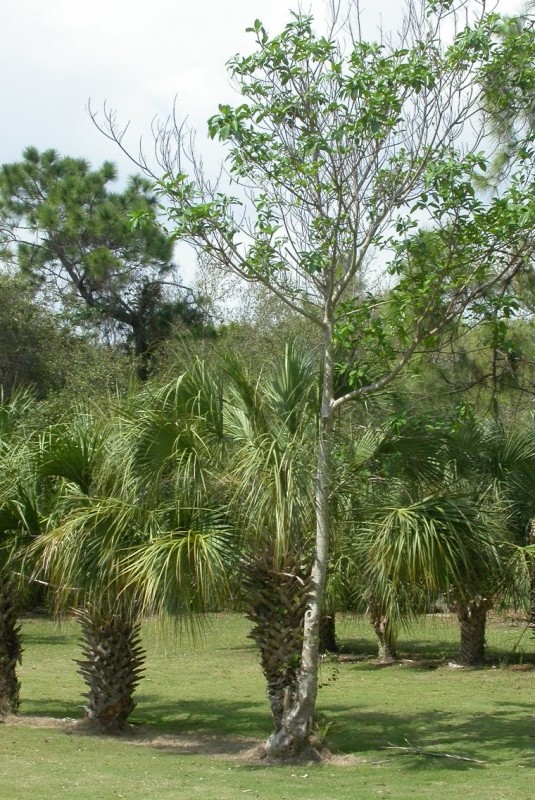 picture of protected tree