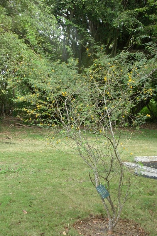picture of protected tree