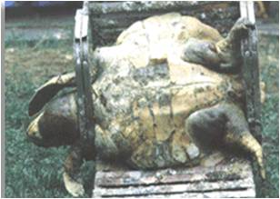 picture of turtle entangled in beach chair