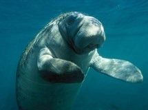 Manatee Protection