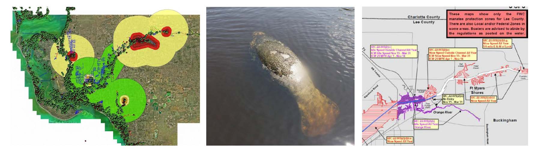 manatee.jpg